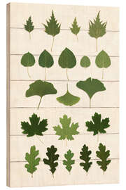 Stampa su legno Leaf Chart I Shiplap