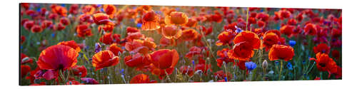 Aluminium print Poppy field