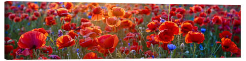 Canvas print Poppy field