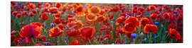 Foam board print Poppy field