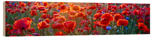 Wood print Poppy field