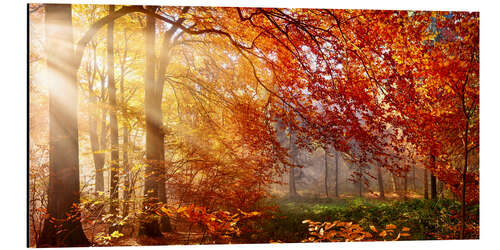 Aluminium print Herbstleuchten