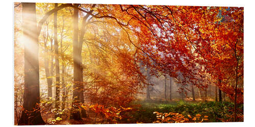 Foam board print Forest in Autumn