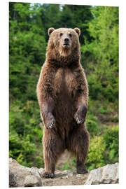 Quadro em PVC Watchful brown bear