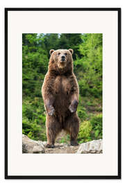 Gerahmter Kunstdruck Wachsamer Braunbär