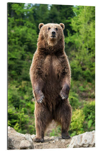 Galleriprint Watchful brown bear