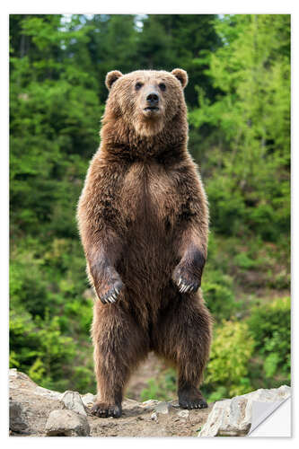 Naklejka na ścianę Watchful brown bear