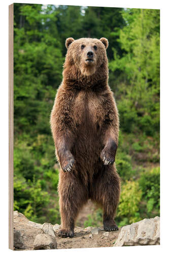 Puutaulu Watchful brown bear