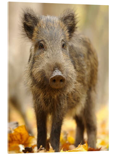 Quadro em acrílico A boar in the autumn