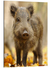 Aluminium print A boar in the autumn