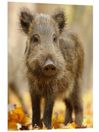 PVC print A boar in the autumn