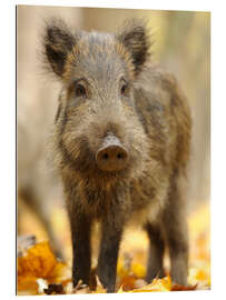 Gallery print A boar in the autumn