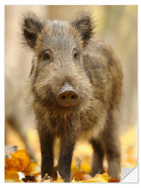 Naklejka na ścianę A boar in the autumn