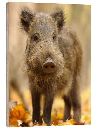 Quadro de madeira A boar in the autumn