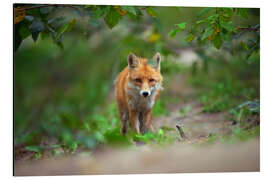 Alubild Fuchs auf der Lauer