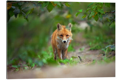 Galleriprint Fox in wait