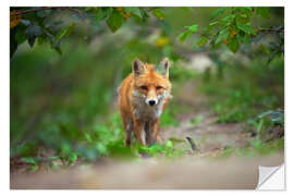 Naklejka na ścianę Fox in wait