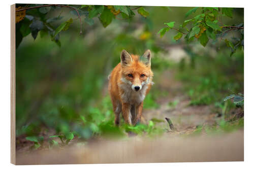 Cuadro de madera Fox en espera