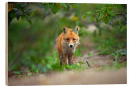 Quadro de madeira Fox in wait