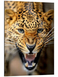 Magnettafel Fauchender Leopard