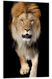 Akryylilasitaulu  Portrait of a lion