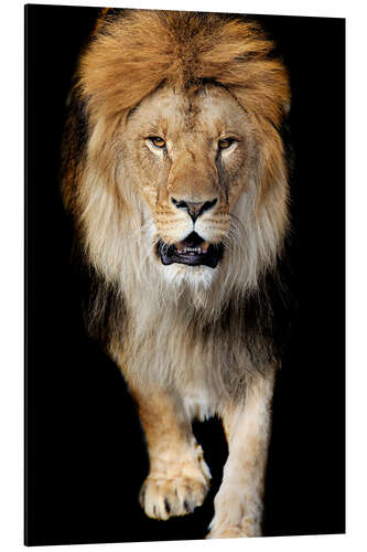 Aluminium print Portrait of a lion