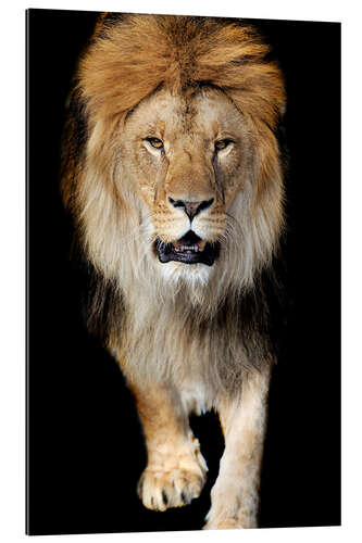 Gallery print Portrait of a lion