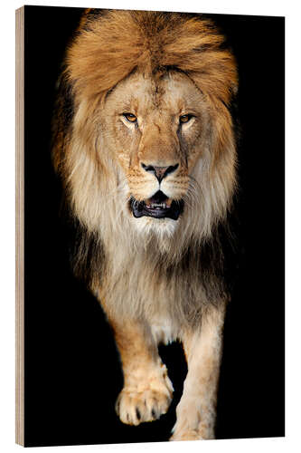 Wood print Portrait of a lion