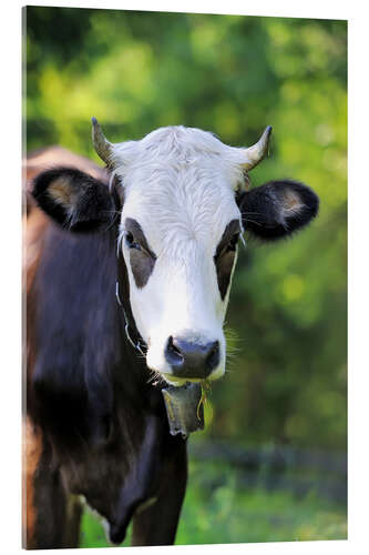 Acrylic print Portrait of a cow