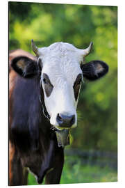 Aluminium print Portrait of a cow