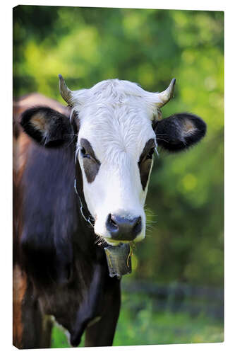 Canvas print Portrait of a cow