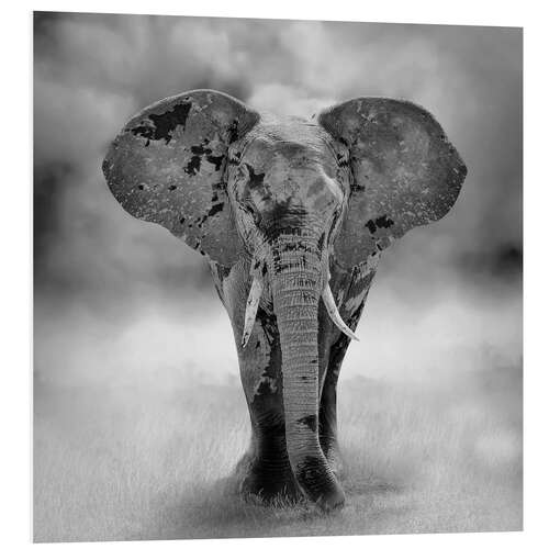 Foam board print Portrait of an elephant