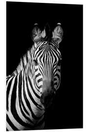 Foam board print Portrait of a zebra