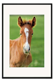 Gerahmter Kunstdruck Pferd auf einer Sommerwiese