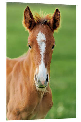 Stampa su plexi-alluminio Cavallo su un prato estivo