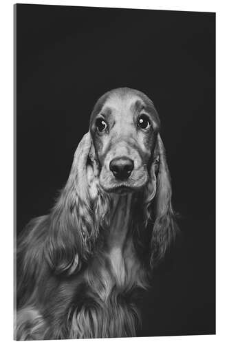 Acrylic print Portrait of a Spaniel i