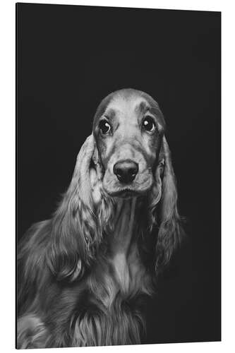 Aluminiumtavla Portrait of a Spaniel i