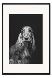 Gerahmter Kunstdruck Porträt eines Spaniel I