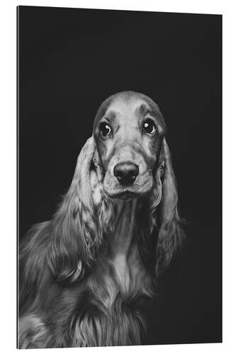 Gallery print Portrait of a Spaniel i