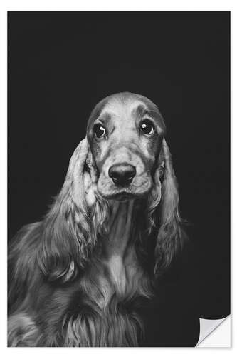 Vinilo para la pared Retrato de un spaniel i