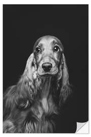 Wall sticker Portrait of a Spaniel i