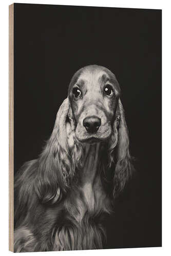 Wood print Portrait of a Spaniel i