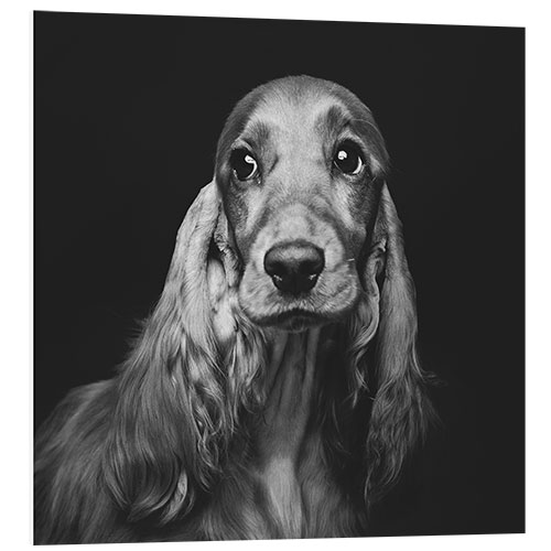 Foam board print Portrait of a Spaniel II