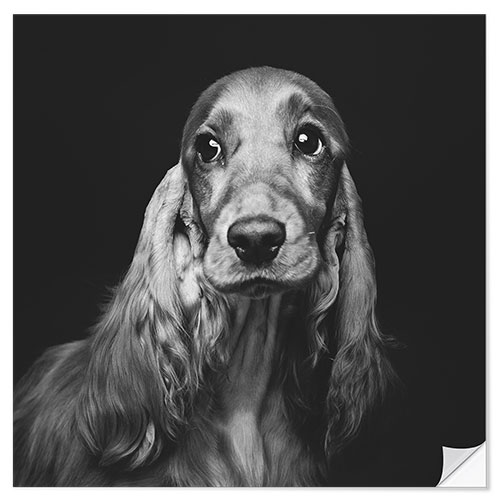 Wall sticker Portrait of a Spaniel II