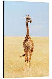 Aluminium print Lonely giraffe