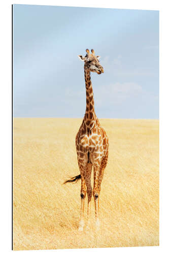 Gallery print Lonely giraffe