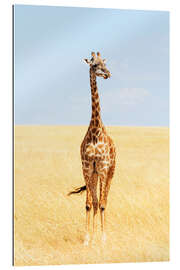 Gallery print Lonely giraffe