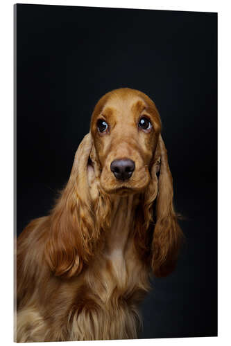 Acrylic print Portrait of a Spaniel III