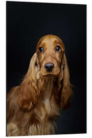 Aluminium print Portrait of a Spaniel III