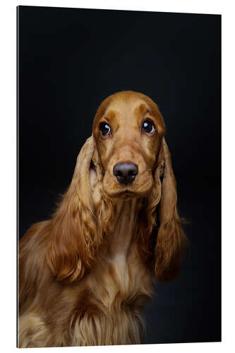 Quadro em plexi-alumínio Portrait of a Spaniel III